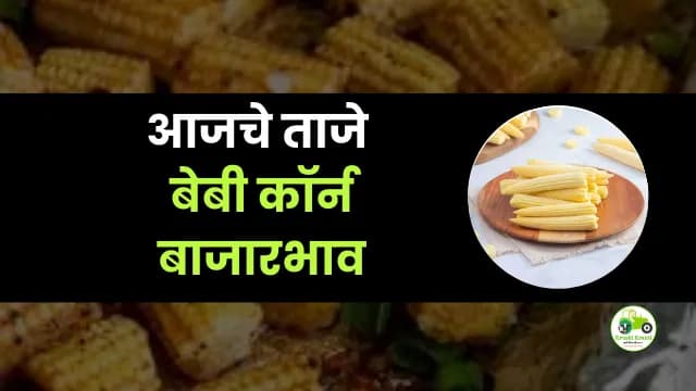 आजचे बेबी कॉर्न बाजारभाव