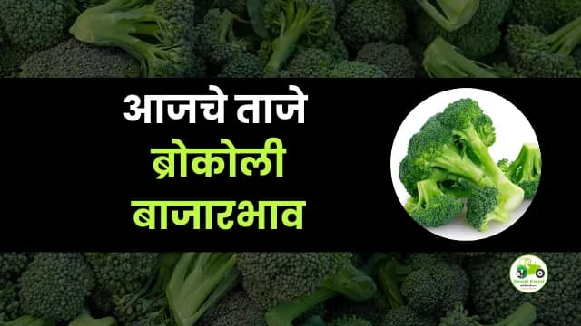 आजचे ब्रोकोली बाजारभाव
