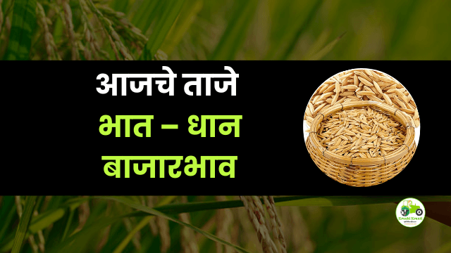 आजचे भात – धान बाजारभाव