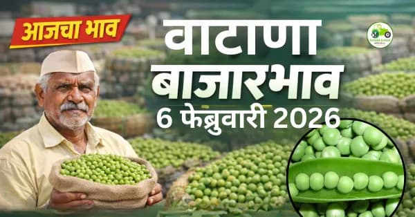 06 फेब्रुवारी 2026 – वाटाणा बाजारभाव