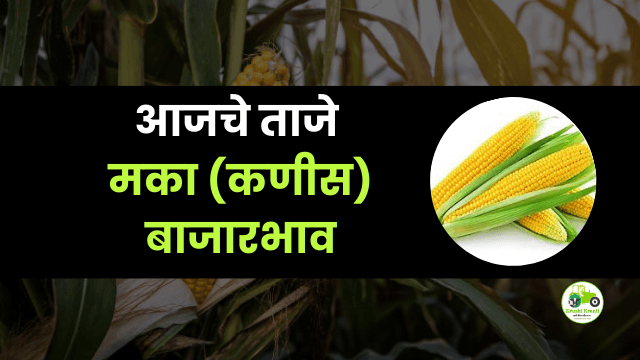 आजचे मका (कणीस) बाजारभाव