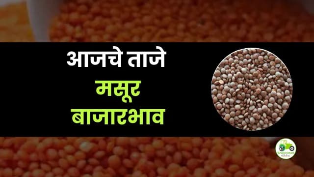 आजची मसूर बाजारभाव