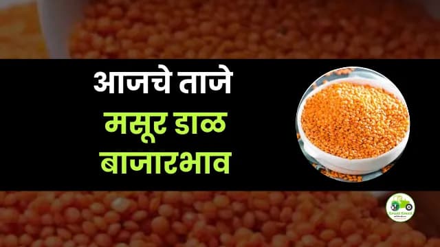 आजची मसूर डाळ बाजारभाव