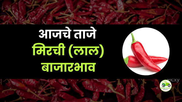 आजची मिरची (लाल) बाजारभाव