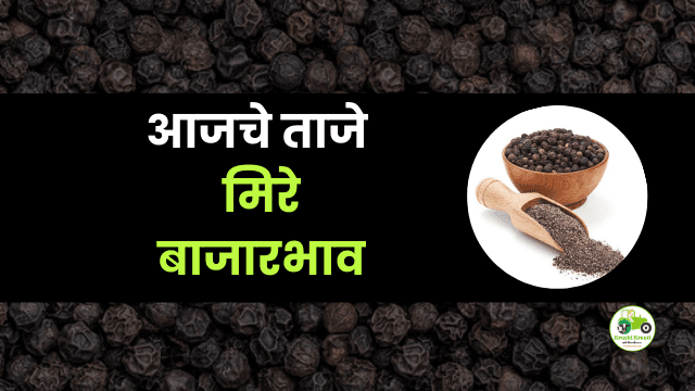 आजचे मिरे बाजारभाव