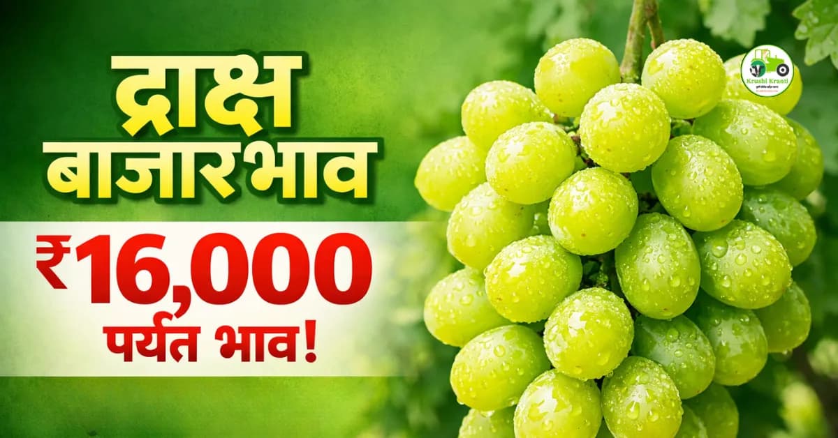द्राक्ष बाजारभाव विश्लेषण | 06 फेब्रुवारी 2026 | पुणे, मुंबई, सांगली दर