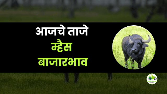 आजचे म्हैस बाजारभाव