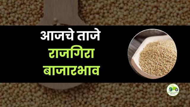 आजचे राजगिरा बाजारभाव