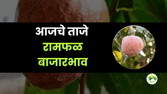 आजचे रामफळ बाजारभाव