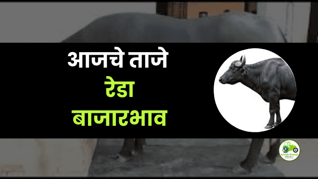 आजचे रेडा बाजारभाव