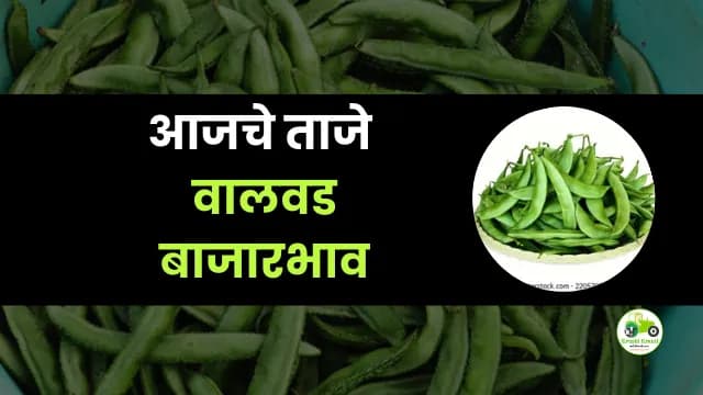 आजचे वालवड बाजारभाव