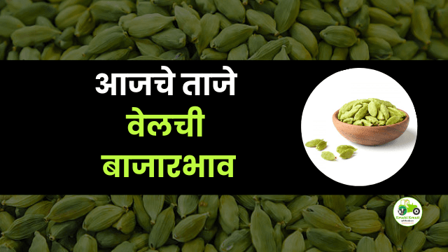 आजची वेलची बाजारभाव