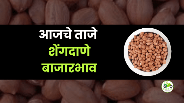 आजचे शेंगदाणे बाजारभाव