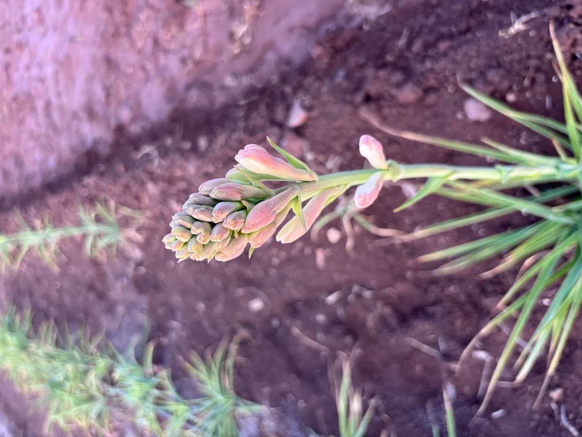 गुलछडी / निशिगंधा कंद बियाणे उपलब्ध