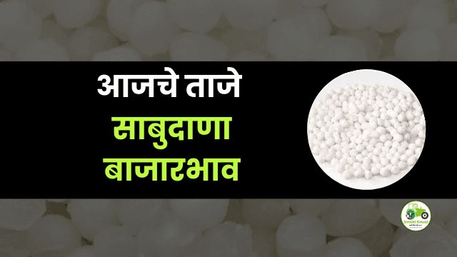 आजचा साबुदाणा बाजारभाव