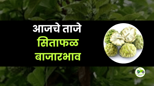 आजचे सिताफळ बाजारभाव