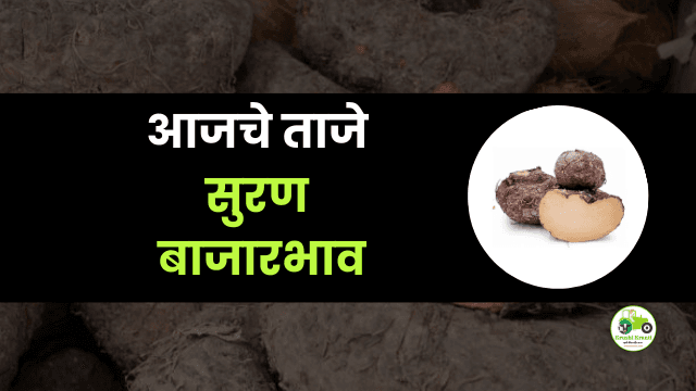 आजचे सुरण बाजारभाव