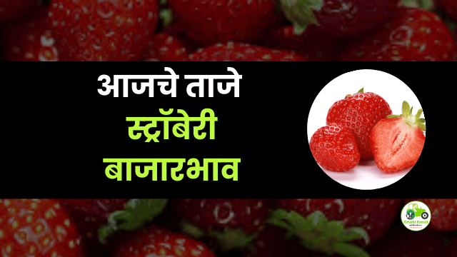 आजचे स्ट्रॉबेरी बाजारभाव