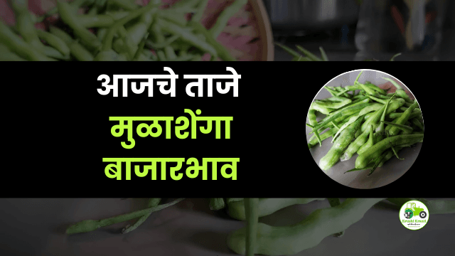 आजच्या मुळाशेंगा बाजारभाव