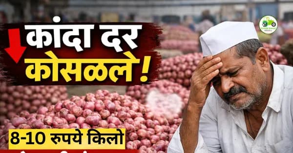 कांदा दर कोसळले | उत्पादनखर्चाखाली भाव, शेतकरी संकटात | बाजार विश्लेषण 2026