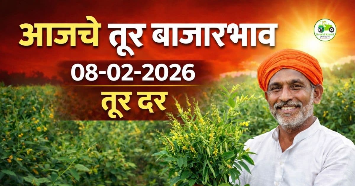 आजचे तूर बाजारभाव | 08 फेब्रुवारी 2026 तूर दर