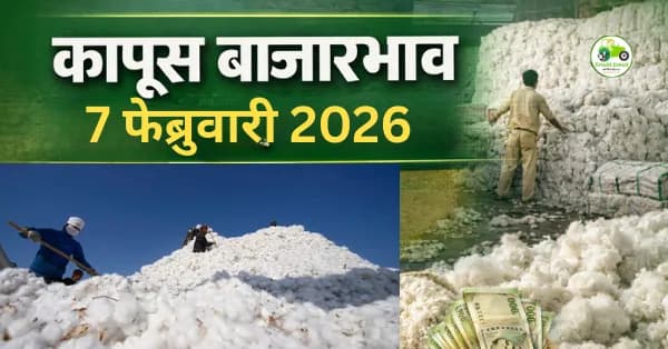 कापूस बाजारभाव 07 फेब्रुवारी 2026: अमरावती, उमरेड, अकोला येथील आजचे दर