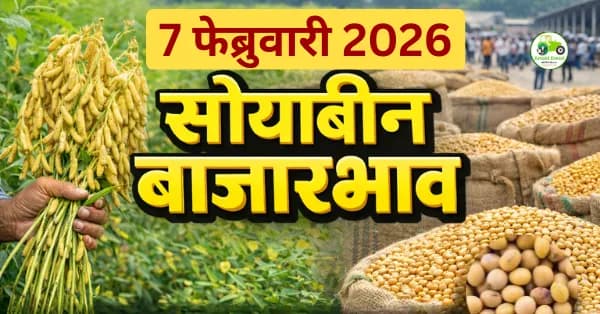 सोयाबीन बाजारभाव 07 फेब्रुवारी 2026: अकोला, अमरावती दर