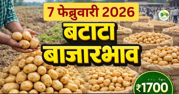 बटाटा बाजारभाव 07 फेब्रुवारी 2026: नागपूर, अकोला, पुणे दर