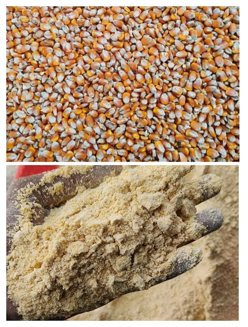 जनावरांसाठी मक्का भरडा विक्रीसाठी उपलब्ध