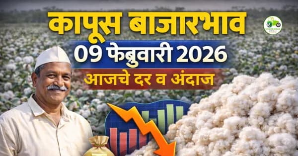 कापूस बाजारभाव | 09 फेब्रुवारी 2026