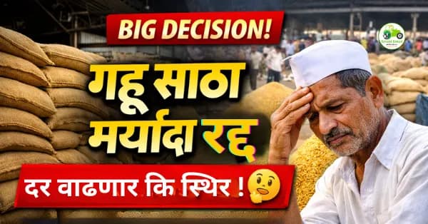 गहू साठा मर्यादा रद्द: दर वाढणार की स्थिर राहणार? शेतकऱ्यांसाठी सविस्तर विश्लेषण