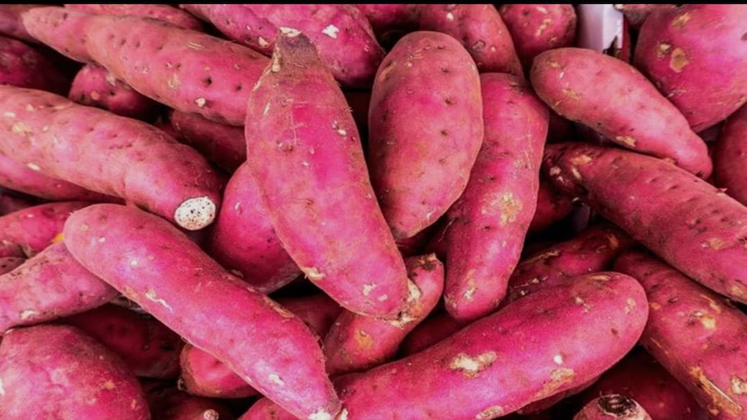 सेंद्रिय देशी लाल व पांढरी रताळे विक्रीस उपलब्ध