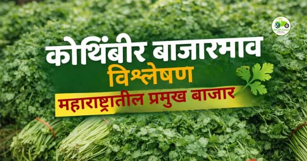 कोथिंबीर बाजारभाव आज | मुंबई, पुणे, नागपूर, सोलापूर दर