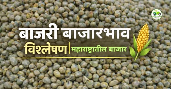 बाजरी बाजारभाव आज | मुंबई, पुणे, अमरावती बाजारातील दर