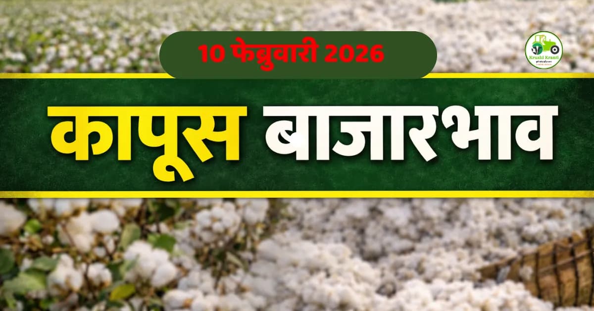 कापूस बाजारभाव आज: अमरावती व अकोला बाजारातील दर, आवक व विश्लेषण