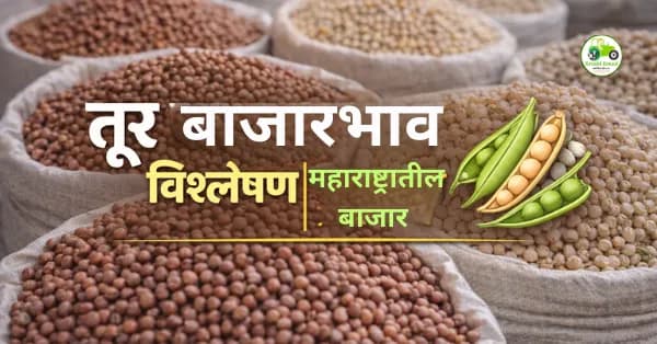 तूर बाजारभाव विश्लेषण | नागपूर, अमरावती, अकोला, जालना दर आज