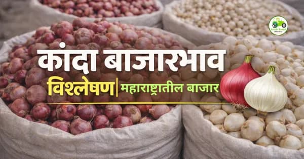 कांदा बाजारभाव विश्लेषण | नागपूर, पुणे, सोलापूर, नाशिक दर आज