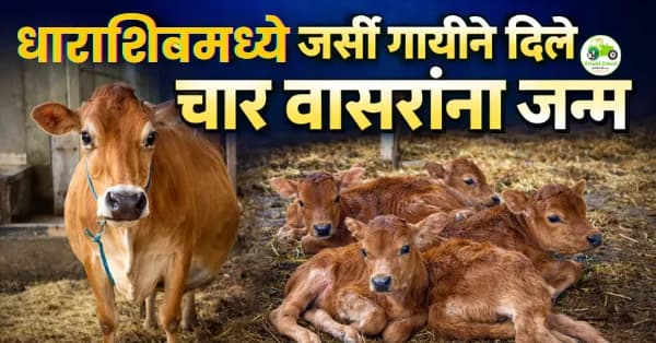 धाराशिवमध्ये जर्सी गायीने दिले चार वासरांना जन्म | दुर्मिळ घटना व संपूर्ण माहिती