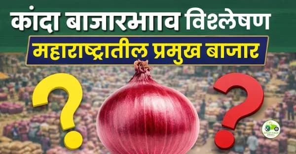 कांदा बाजारभाव आज | पुणे, नागपूर, कोल्हापूर, कराड दर अपडेट