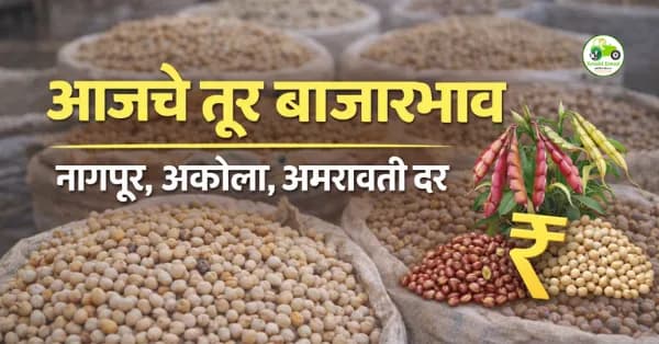 तूर बाजारभाव आज | नागपूर, अकोला, अमरावती दर अपडेट