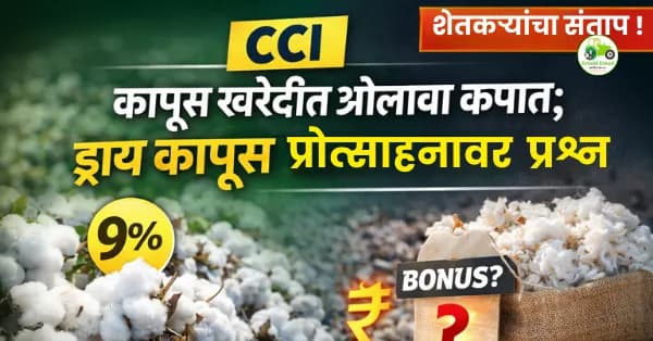 CCI कापूस खरेदीत ओलावा कपात, पण ड्राय कापसाला बोनस नाही?