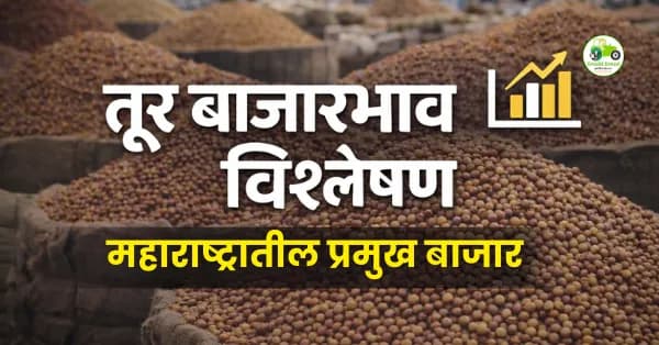 तूर बाजारभाव 12 फेब्रुवारी 2026 | अकोला, अमरावती, नागपूर दर अपडेट