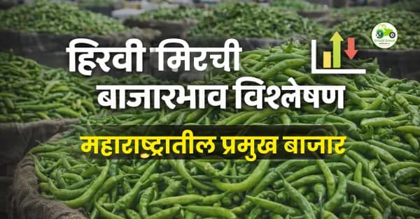 हिरवी मिरची बाजारभाव 12 फेब्रुवारी 2026 | मुंबई, पुणे, जळगाव दर
