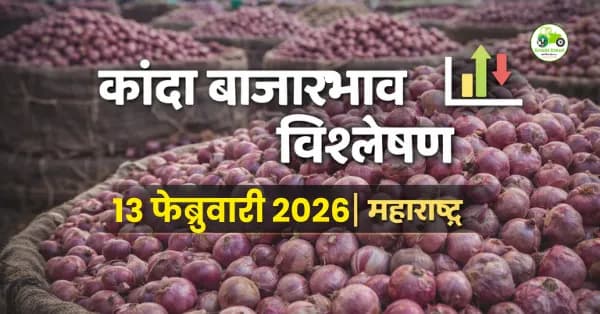 कांदा बाजारभाव 13 फेब्रुवारी 2026 | येवला, पिंपळगाव, पुणे दर अपडेट