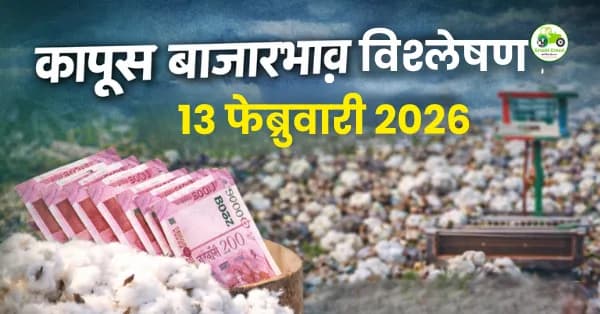 कापूस बाजारभाव 13 फेब्रुवारी 2026 | अकोला, घाटंजी, देउळगाव राजा दर