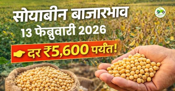सोयाबीन बाजारभाव 13 फेब्रुवारी 2026: दर ₹5,600 पर्यंत