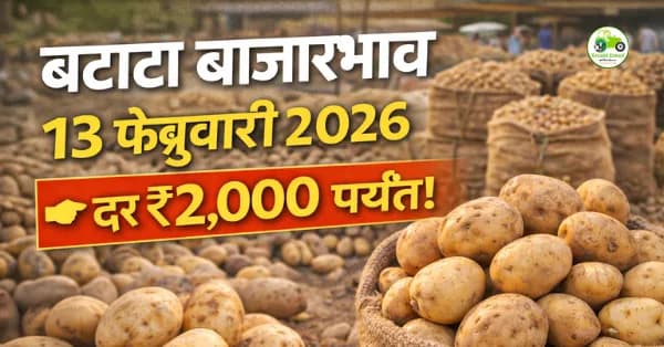 बटाटा बाजारभाव 13 फेब्रुवारी 2026: दर ₹2,000 पर्यंत