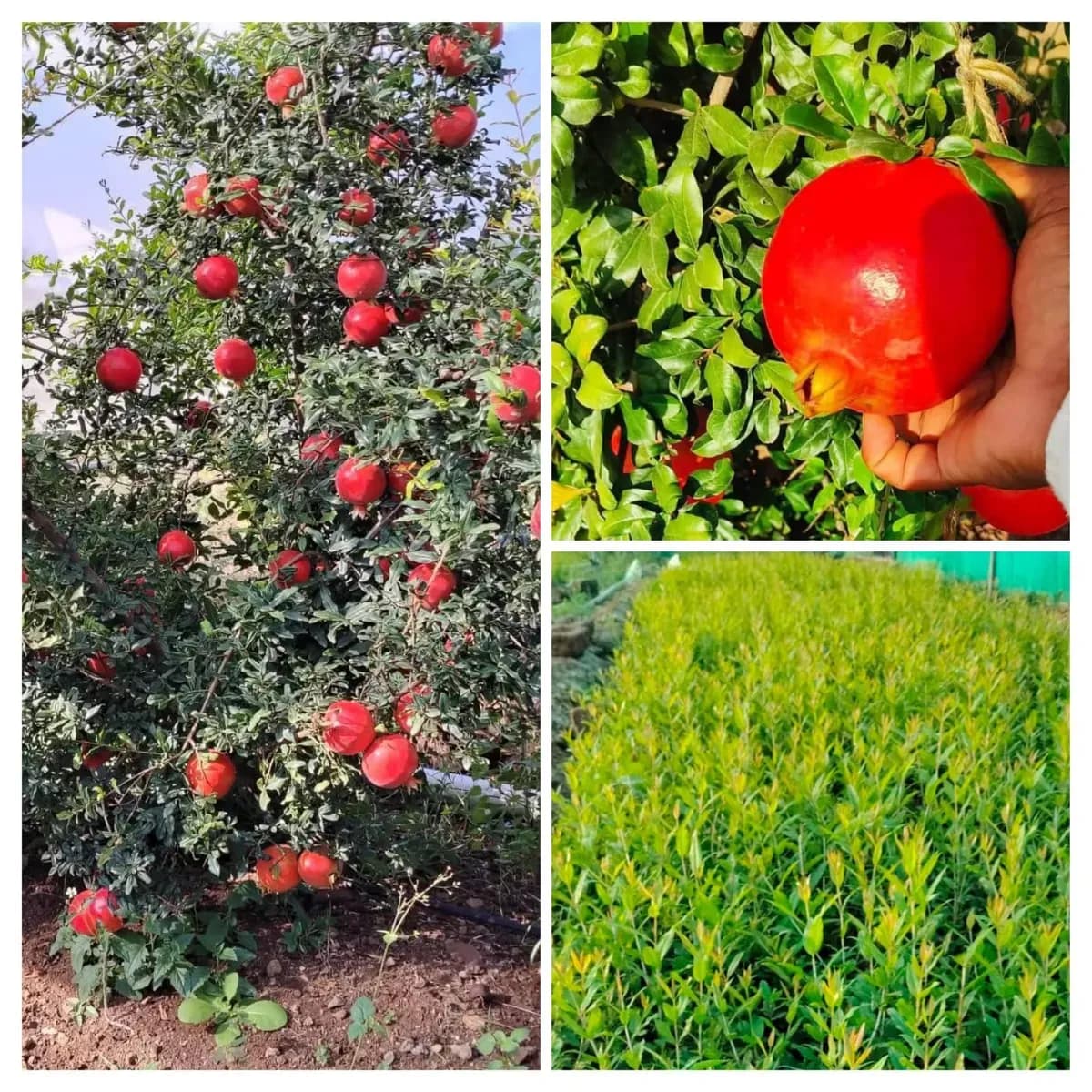 संत सावता माळी डाळिंब नर्सरी