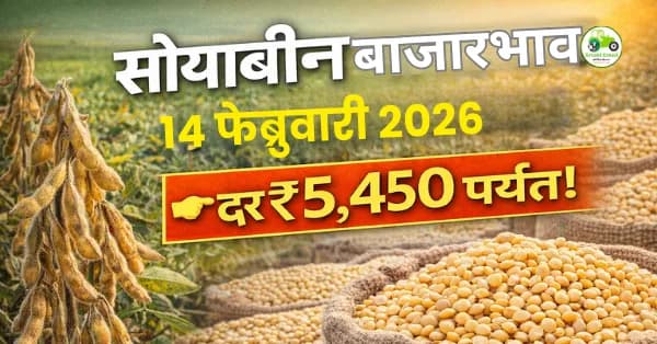 सोयाबीन बाजारभाव 14 फेब्रुवारी 2026: दर ₹5,450 पर्यंत