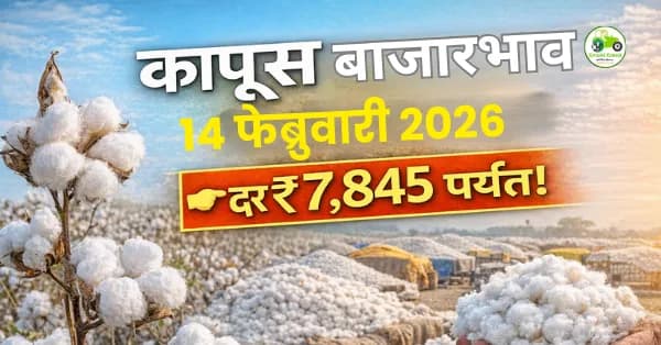 कापूस बाजारभाव 14 फेब्रुवारी 2026: दर ₹7,845 पर्यंत